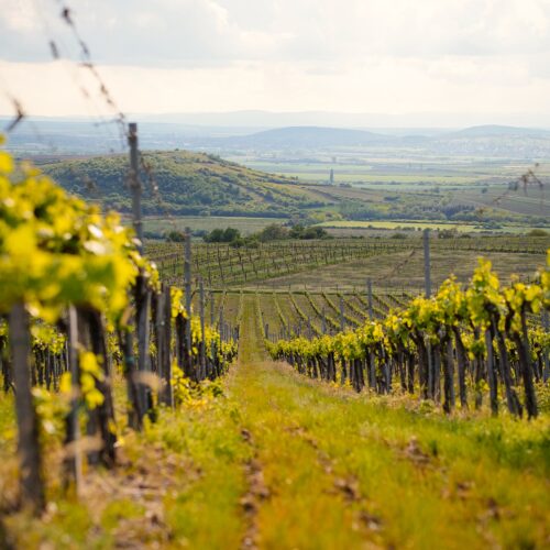 Zichy Anna Tokaj Selection